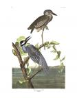 Yellow-crowned Night Heron